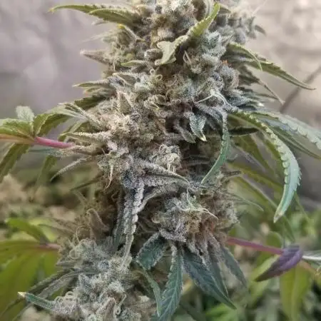 JAZZ CABBAGE 2.0