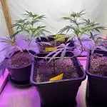Lemon OG Candy
