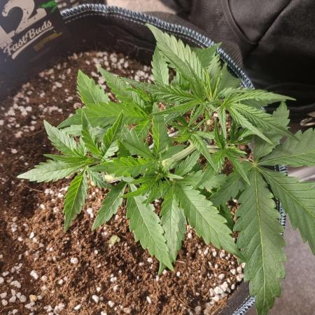 Gelato fastbuds