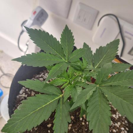 F1 Hyperion Auto