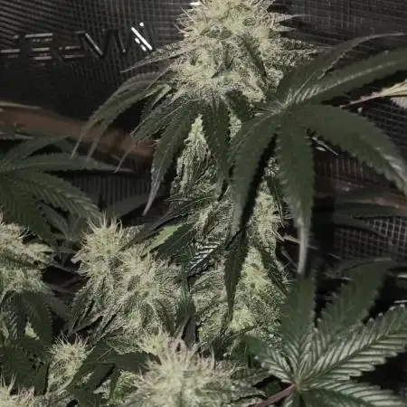 Black Monster