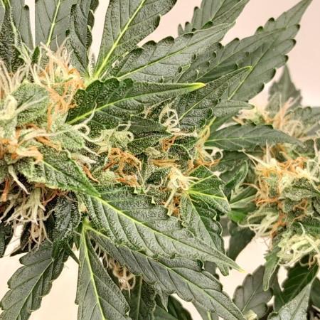 NORTHERN LIGHTS AUTO