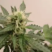 NORTHERN LIGHTS AUTO