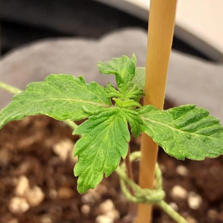 NORTHERN LIGHTS AUTO