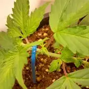 NORTHERN LIGHTS AUTO