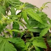 NORTHERN LIGHTS AUTO