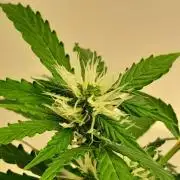 NORTHERN LIGHTS AUTO