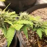 Wedding Cake Auto