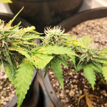 Wedding Cake Auto