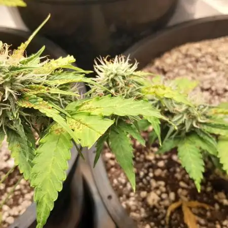 Wedding Cake Auto