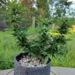 My first grow
