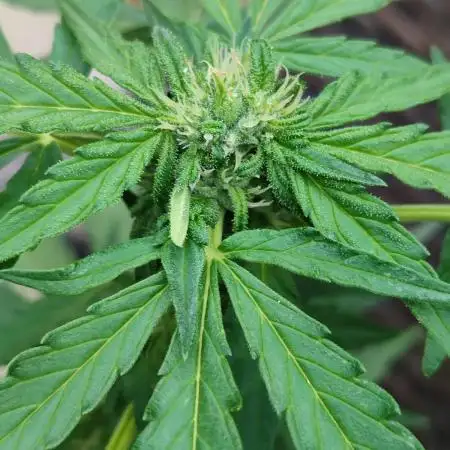 My first grow