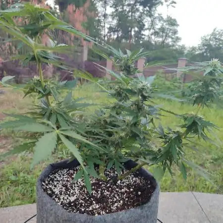 My first grow