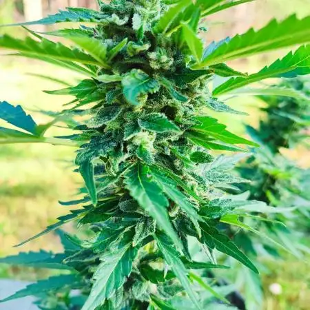 My first grow