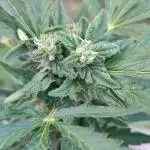 My first grow