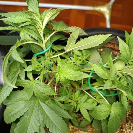 Durban Poison mix of sunlight and LED