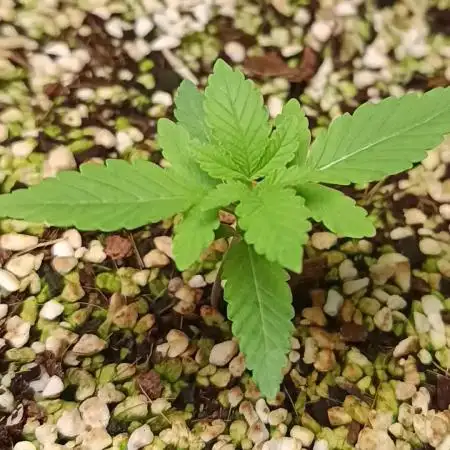 Durban Poison mix of sunlight and LED