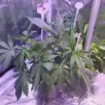 Newbie Doobie Grows