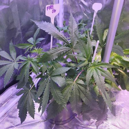 Newbie Doobie Grows