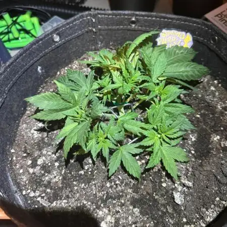 FastBuds Auto Run