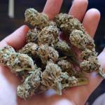 Pink Lemonade- Feminized Seeds 
