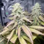 Special kush
