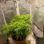 Special kush