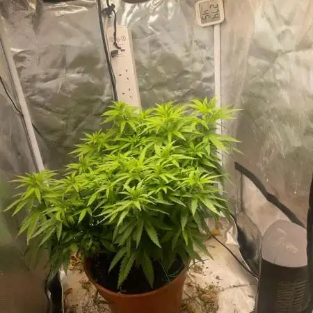 Special kush