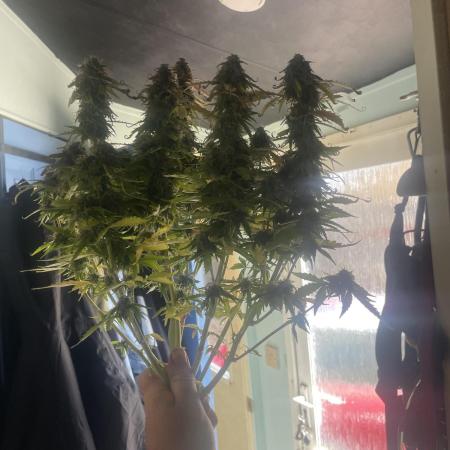 Northern light auto