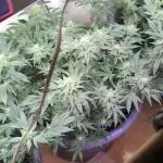 3rd grow.
