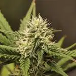 RQS dosidos auto, 24 hour light.