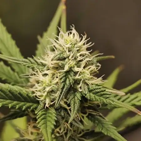 RQS dosidos auto, 24 hour light.