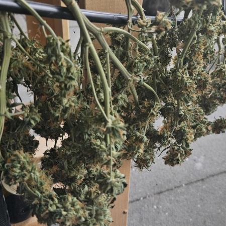 Blueberry Bliss / Amnesia XXL Auto