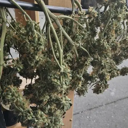 Blueberry Bliss / Amnesia XXL Auto