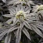 Small Phenohunt - Pink Diamond S1 x8