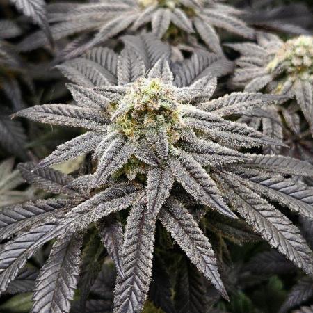 Small Phenohunt - Pink Diamond S1 x8