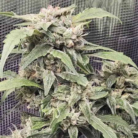 Blueberry Bliss / Amnesia XXL Auto