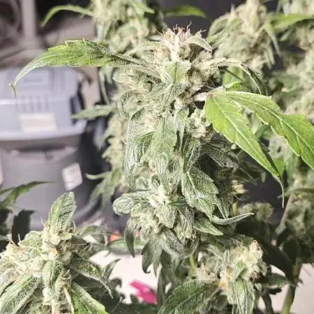 Blueberry Bliss / Amnesia XXL Auto