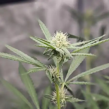 Wedding Cake x Gelato #33 Clone/RQS/RDWC