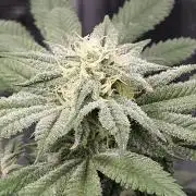 Small Phenohunt - Pink Diamond S1 x8