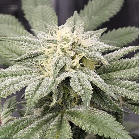 Small Phenohunt - Pink Diamond S1 x8