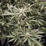 Wedding Cake x Gelato #33 Clone/RQS/RDWC