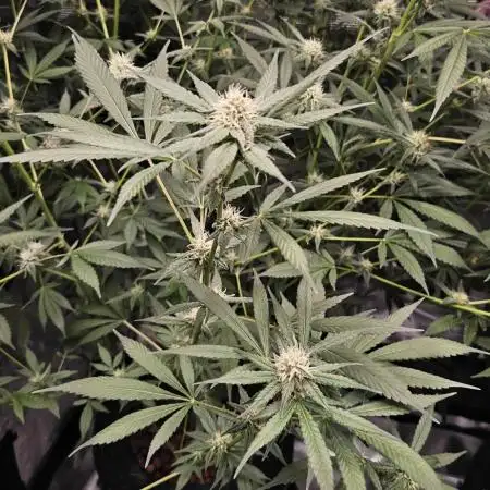 Wedding Cake x Gelato #33 Clone/RQS/RDWC