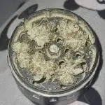 #11 Grape Cream Cake Auto / DWC