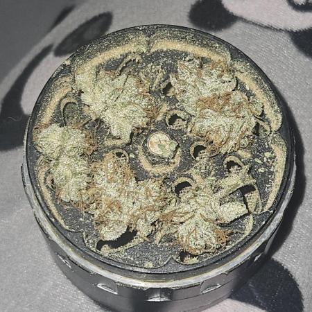 #11 Grape Cream Cake Auto / DWC