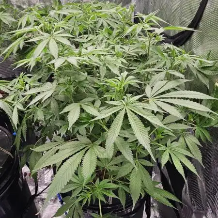 Wedding Cake x Gelato #33 Clone/RQS/RDWC