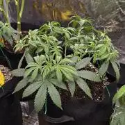 Small Phenohunt - Pink Diamond S1 x8