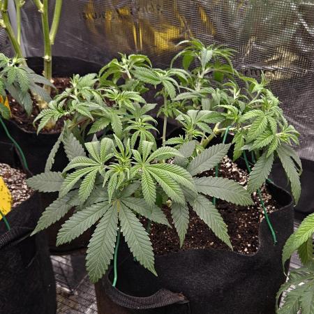 Small Phenohunt - Pink Diamond S1 x8