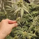 Wedding Cake x Gelato #33 Clone/RQS/RDWC
