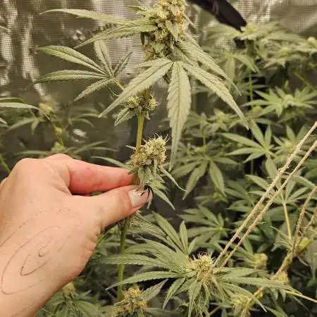 Wedding Cake x Gelato #33 Clone/RQS/RDWC